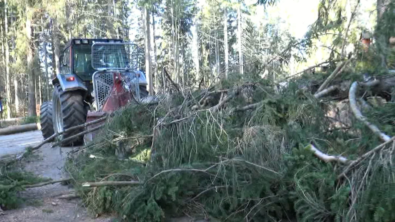 MEgional am 4. April 2019 mit Sturmschäden im Bornwald
